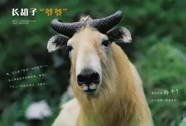 孩子一周的阅读计划,东方娃娃小班绘本阅读