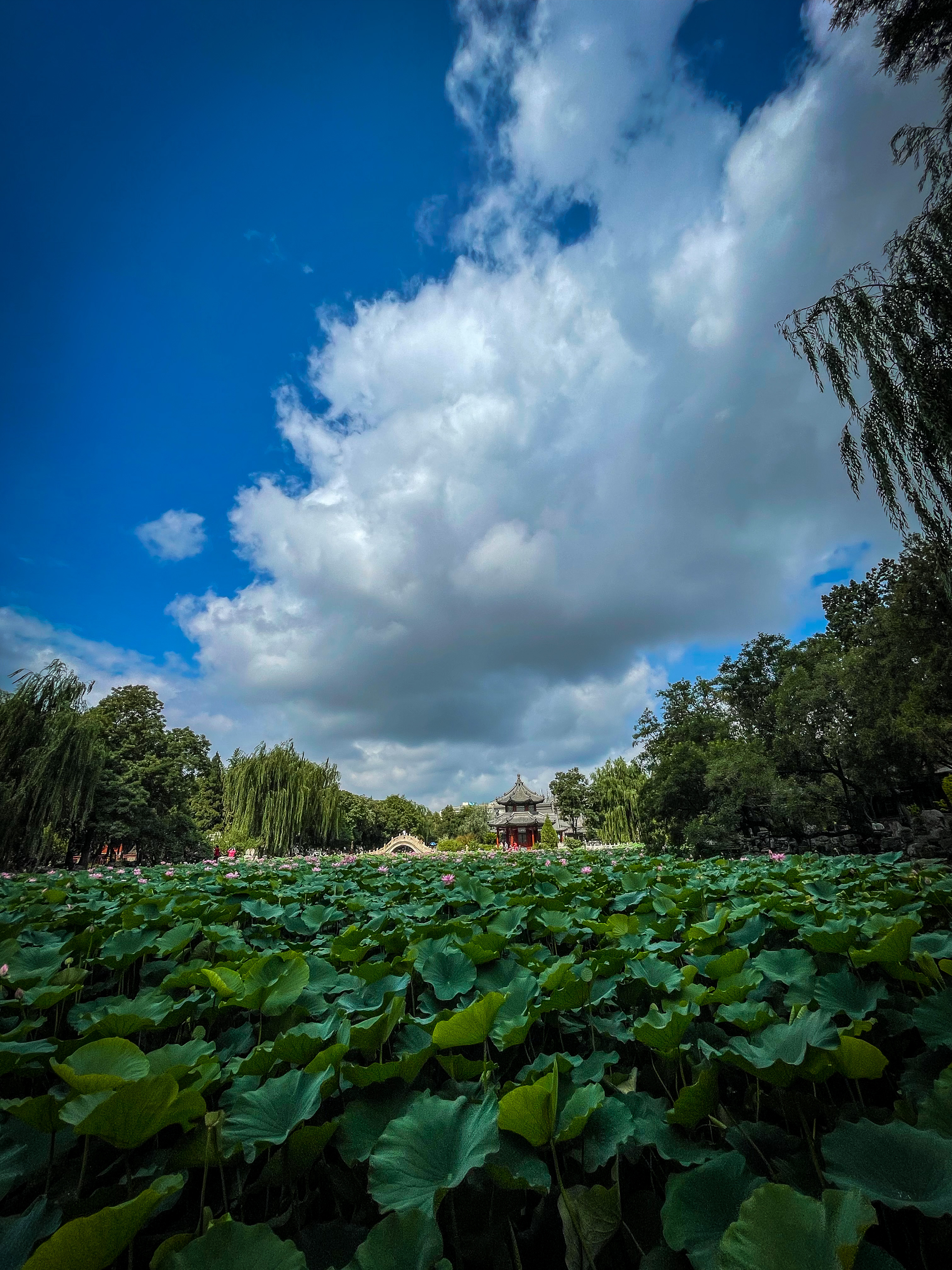 保定市古莲花池夜景,保定古莲花池美照