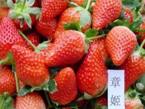 高架草莓与地栽草莓区别,地栽草莓与高架草莓的区别