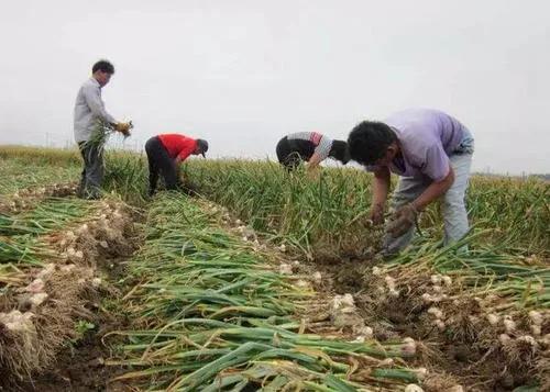 2022年大蒜估计比去年多吗,2020年大蒜种植的多吗