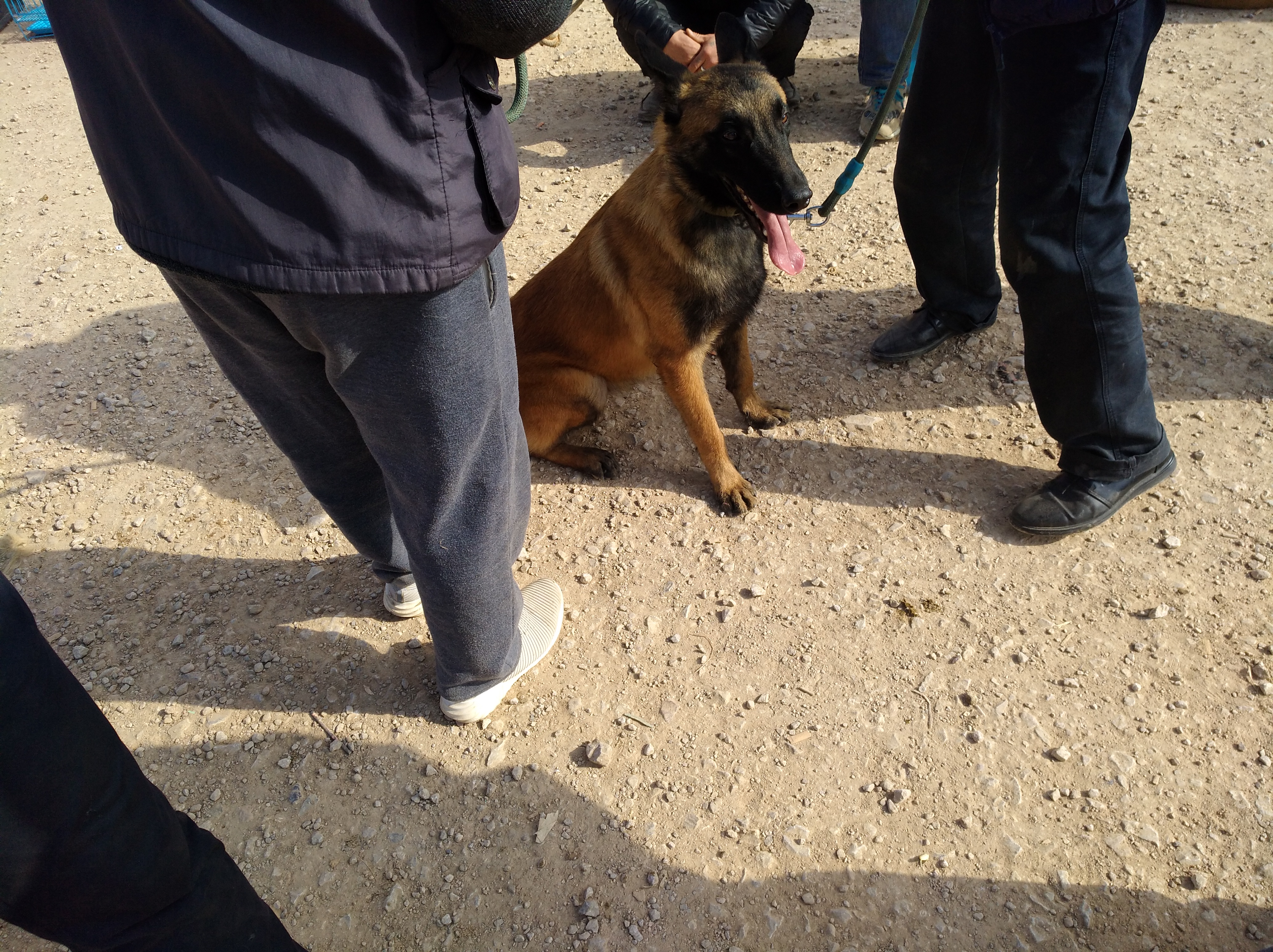 马犬必须得遛吗,刚会走路的小马犬