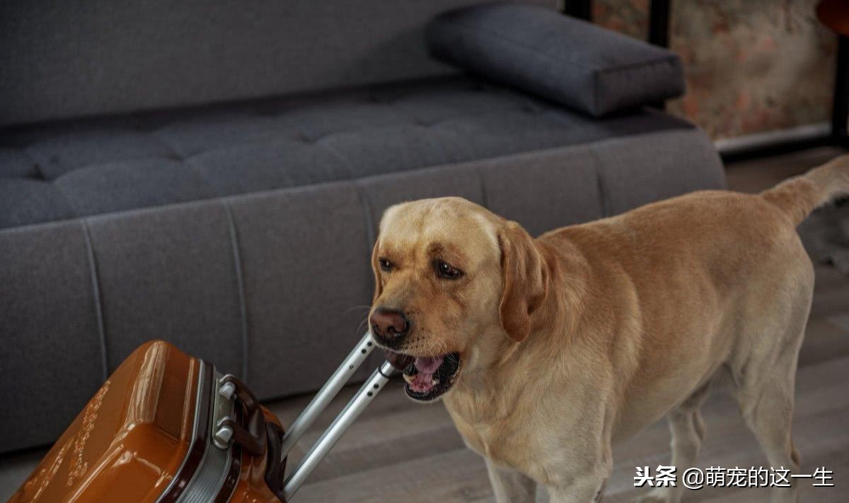 关于狗的秘密的纪录片,关于狗狗的7个秘密