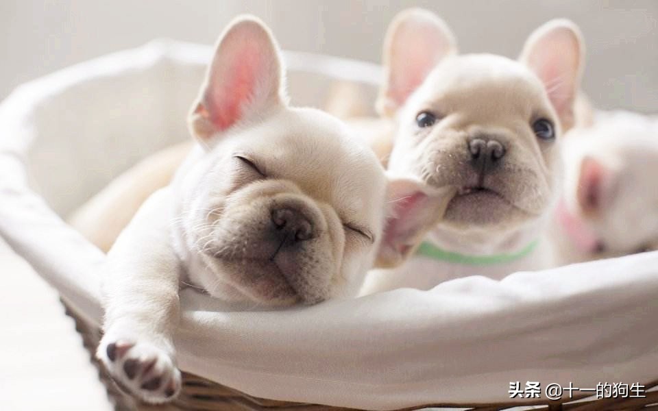 狗的爪子代表什么,关于狗爪的10个小知识