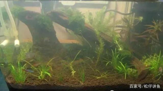 侧滤鱼缸一周就浑水怎么办,下滤缸为什么会浑水