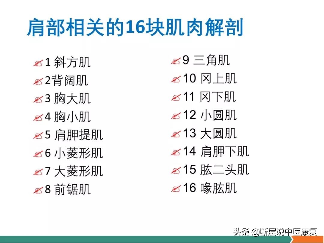 肩部肌肉解剖图详细图,肩部的16块肌肉分布图