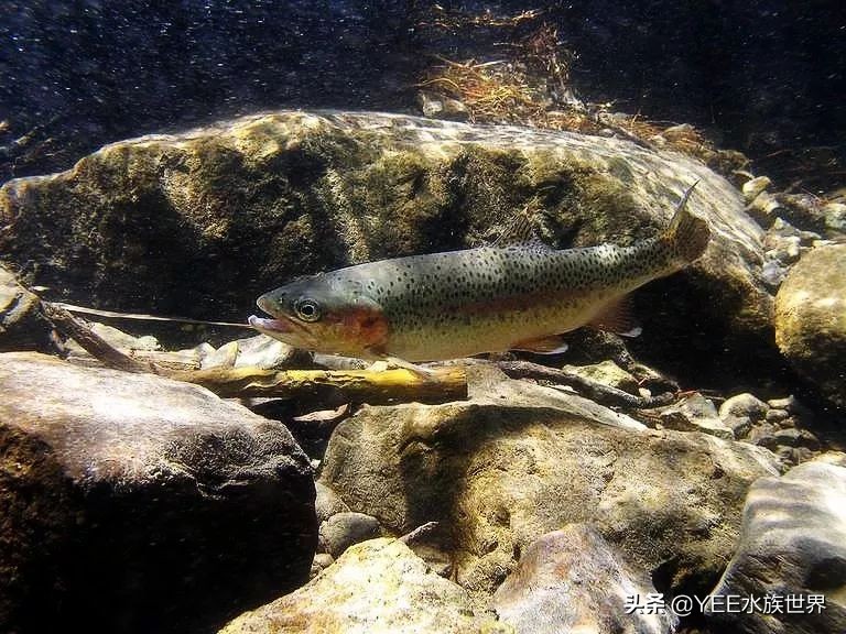 观赏鱼增菌可以用牛奶吗,观赏鱼增氧气