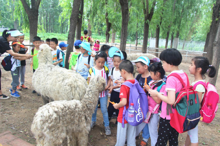 喂萌宠，捡鸡蛋，大自然里快乐多，精诚文化学校暑期班走进大自然