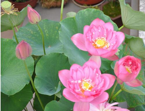 养碗莲,做到“3多”,不干叶绿油油,开花勤,3天冒一个花苞