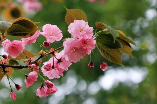 中国最稀少樱花品种阳光樱,樱花品种推荐之迎春樱
