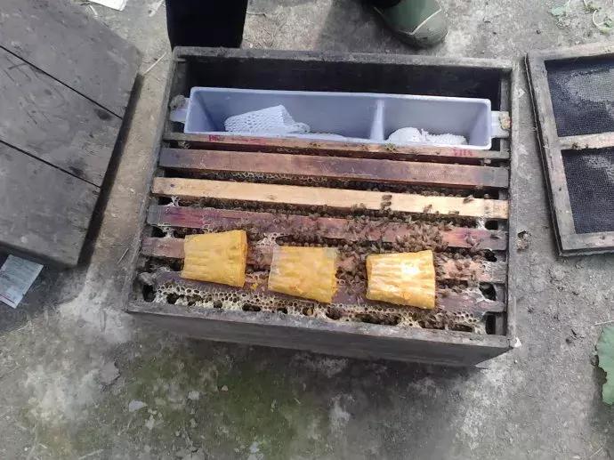 养蜂的技巧和饲喂方法,养蜂全自动饲喂器教程