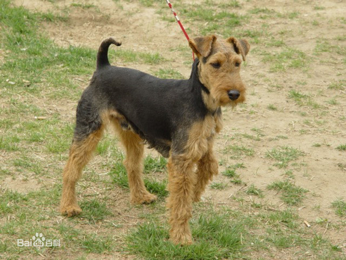 不掉毛无体味性格温顺的小型犬,宠物狗大全表