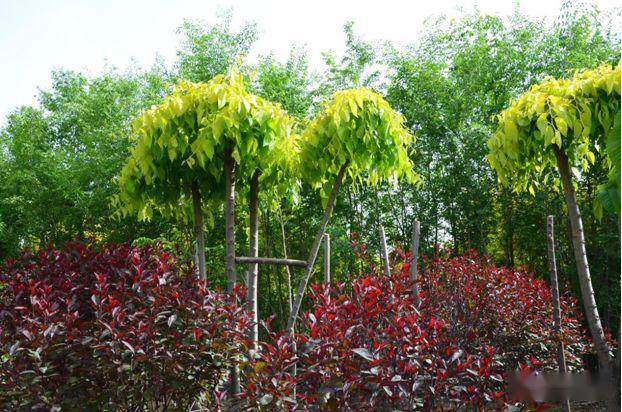 忻州花卉植物园,山西原平植物园