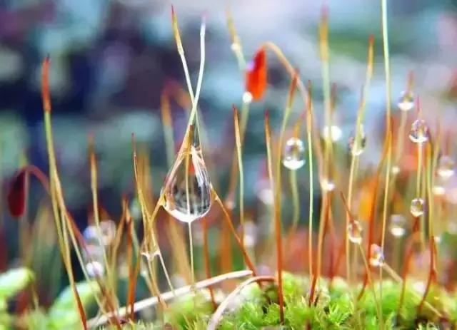 赞美且以深情共白头的诗句,愿有岁月回首且以深情共白头的诗