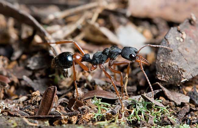 常见的蚂蚁图片,最常见的蚂蚁种类图片