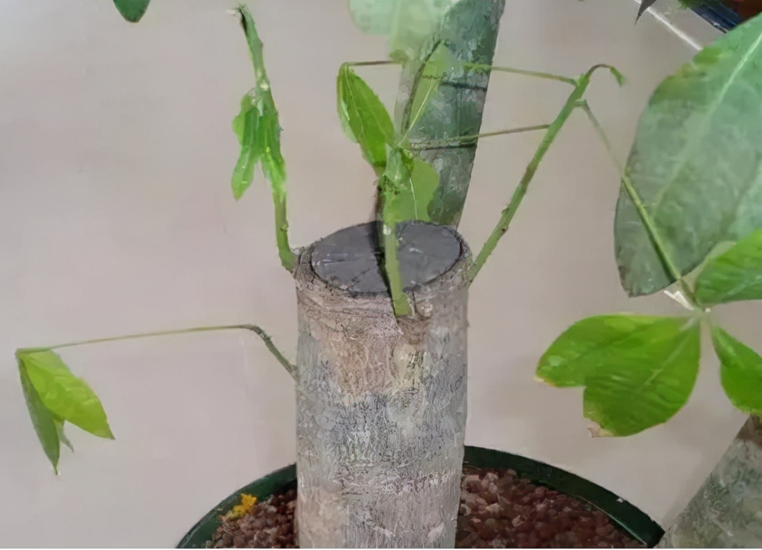 发财树主干腐烂怎么办,发财树上端腐烂怎么挽救