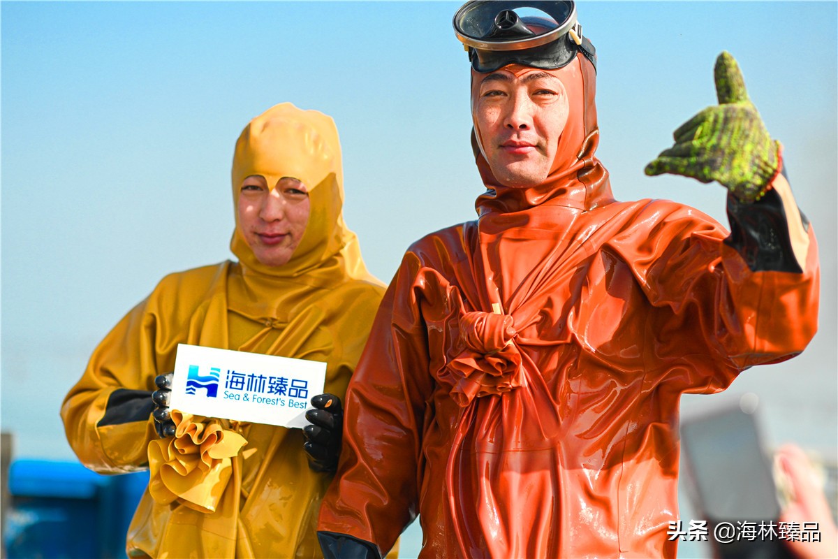 野生海参探店,野生海参采捕视频大全