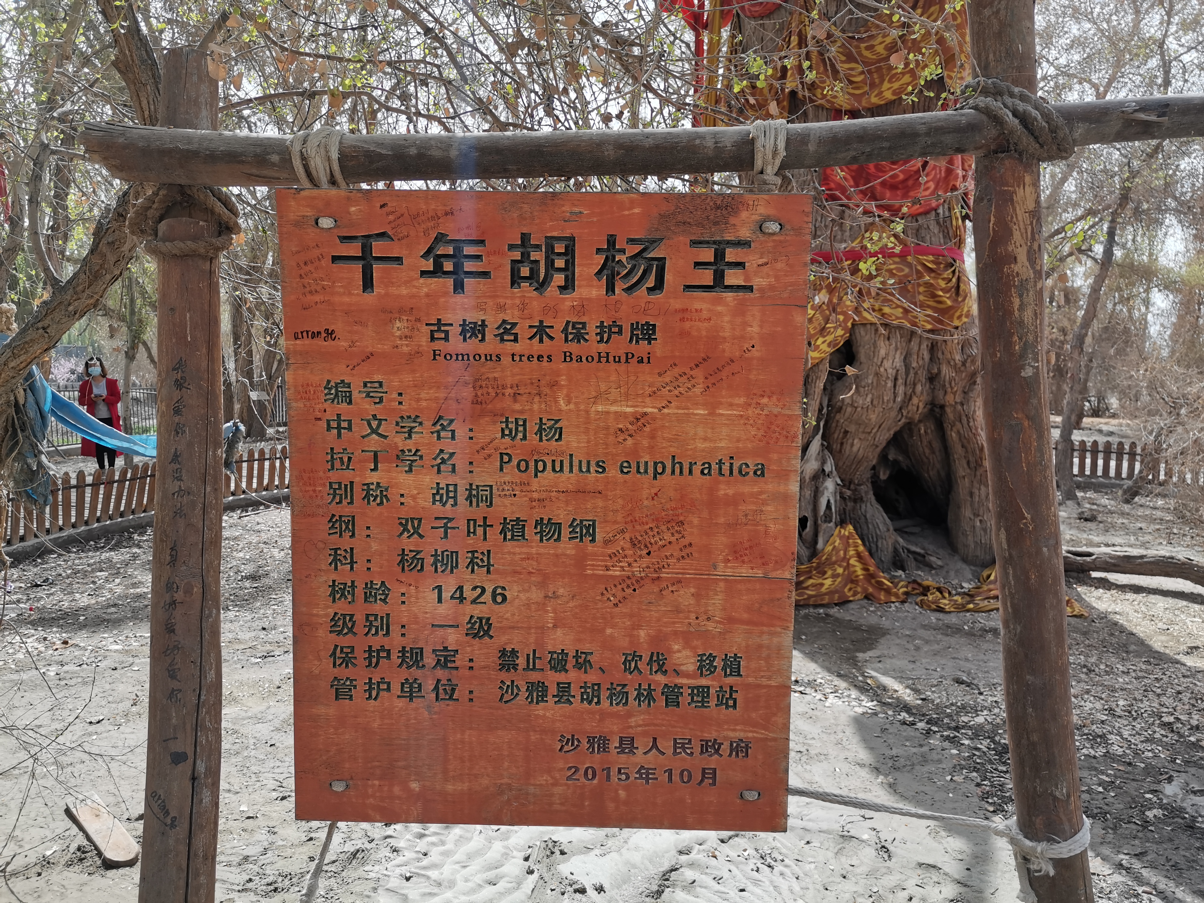 新疆的千年胡杨树,新疆千年胡杨林胡杨王