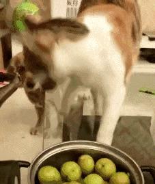 有些猫真的不把自己当猫,和人类呆久了的猫