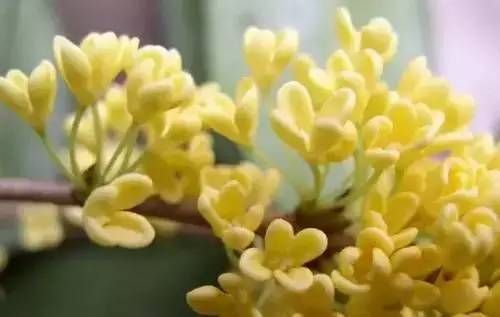 全国56个城市市花一览,56个市的市花