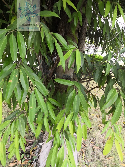 竹叶榕在北方能过冬天吗,琴叶榕功效好还是竹叶榕功效好