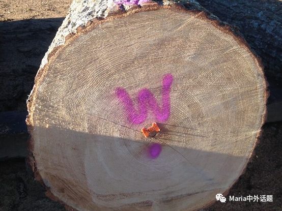 美国硬木干货价格,北美硬木排行