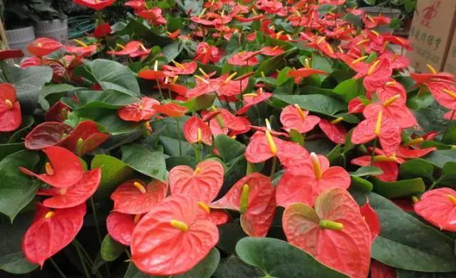 养花如何不把花养死,养花老是养死