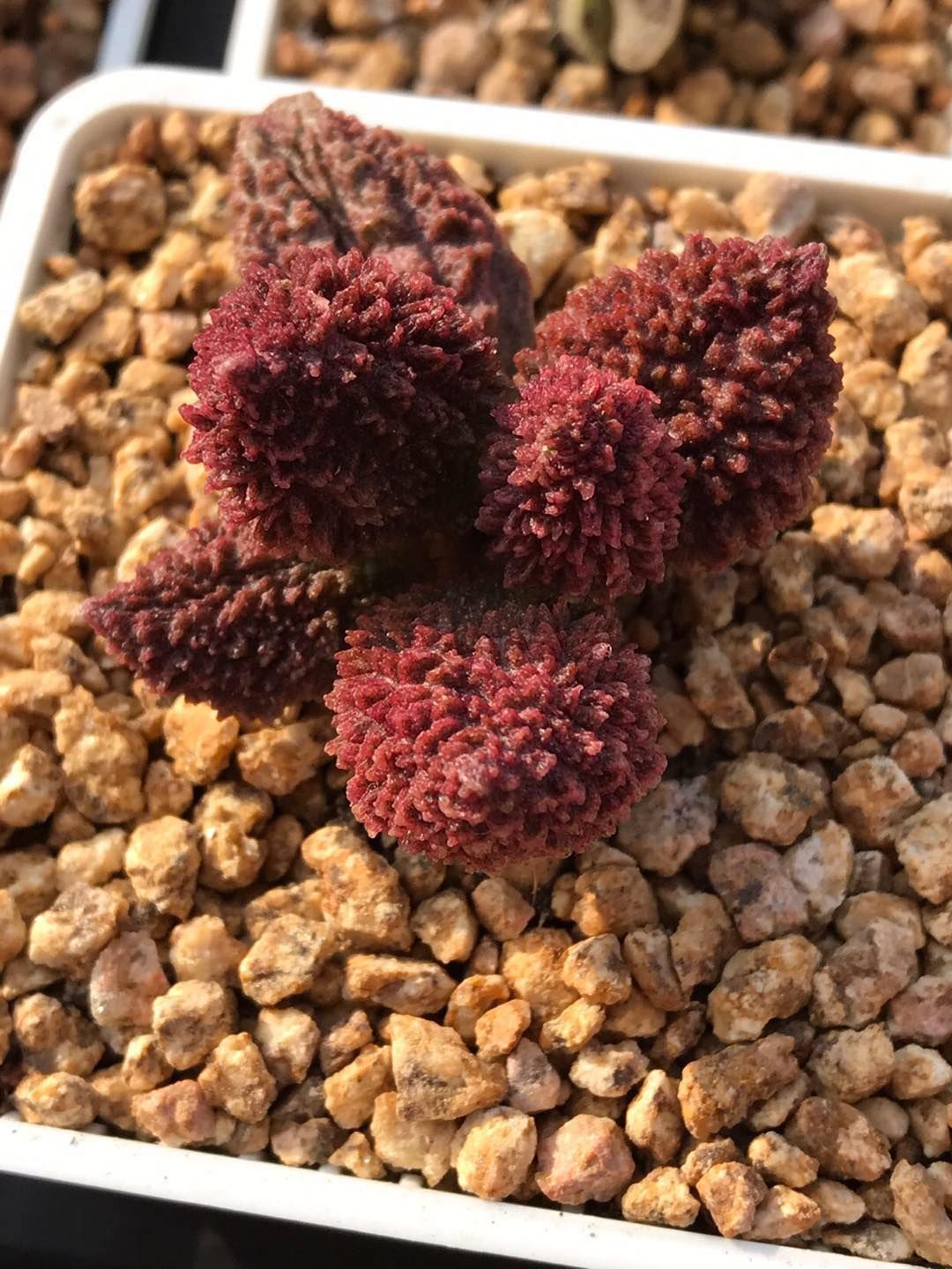 水泡多肉大全,水泡多肉叶片发焉