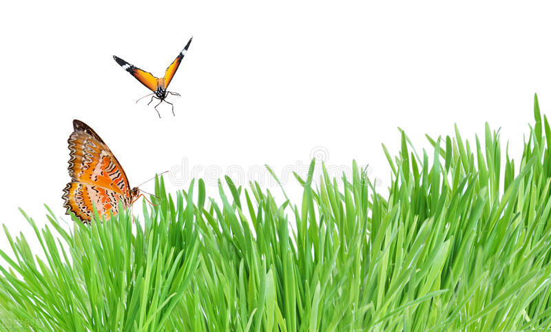 红蜻蜓是春天丢失的一只脚丫，蝴蝶驮着春天飞翔，今天继续读诗