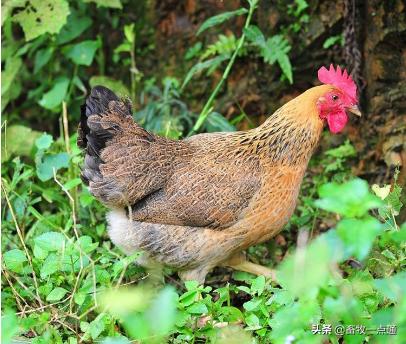 肉鸡规划养殖规模怎么算的,肉鸡场规划设计图