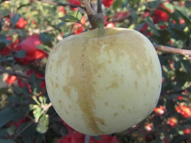 苹果果锈用什么药效果好,苹果果锈怎么去除