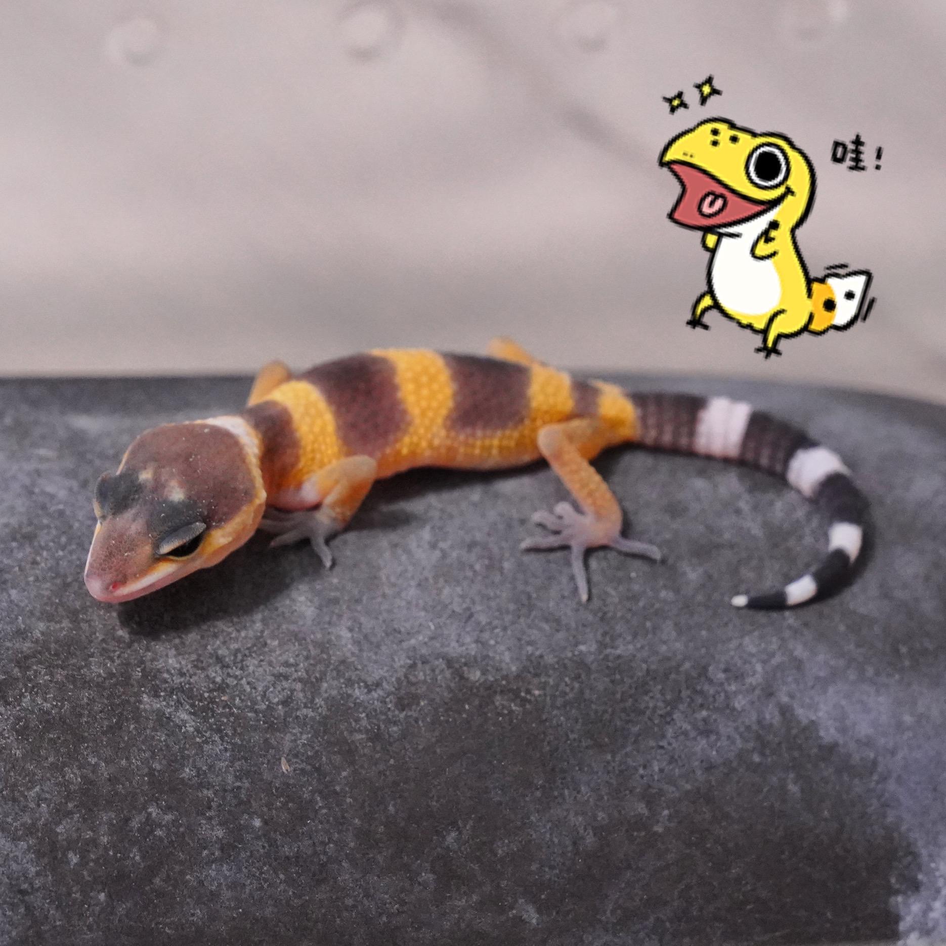 怎么养爬宠守宫,爬宠守宫怎么养