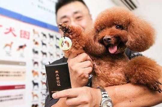 养狗的都懂得养狗秘籍,养狗的七大好处