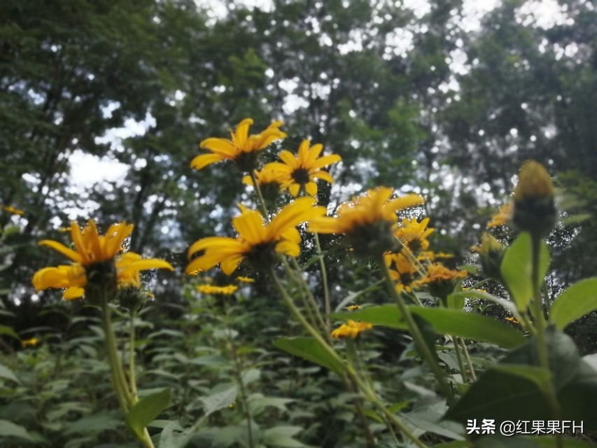 洋姜开花,秋天的洋姜花