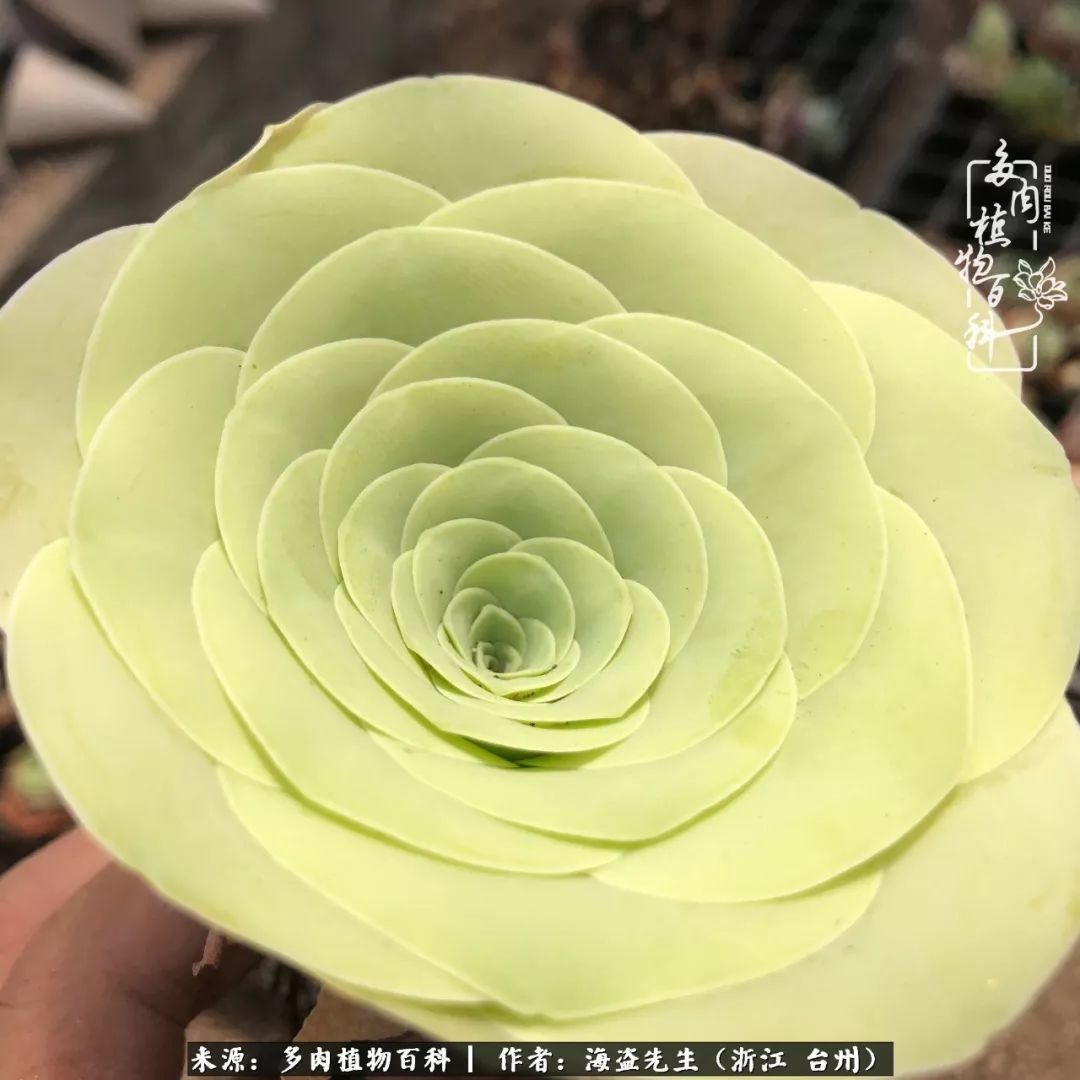 独具魅力的黄玫瑰,黄玫瑰这么美的风景惊艳到你了吗