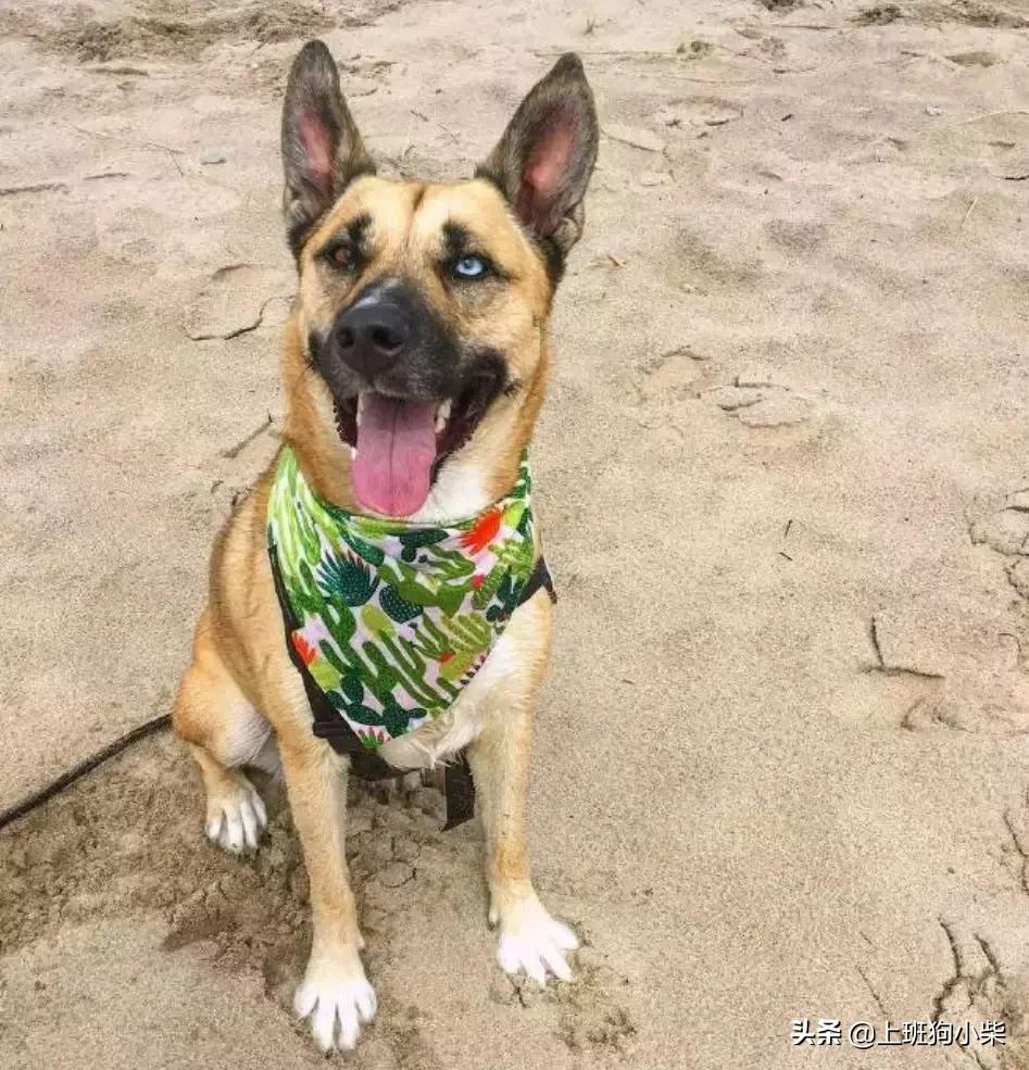 哈士奇和边牧混血像土狗,金毛哈士奇德牧混血