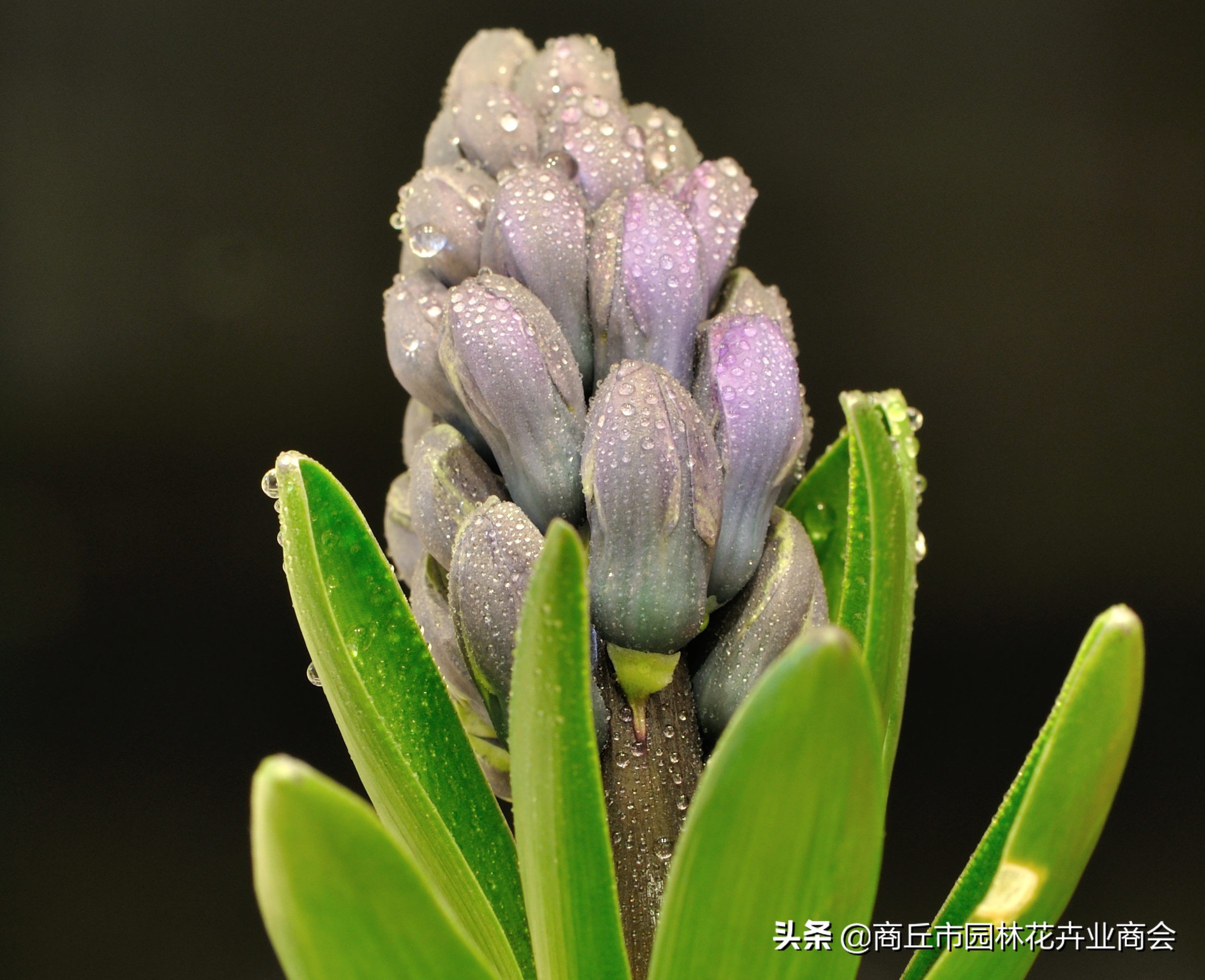 葡萄风信子种球要剥皮吗,风信子种球要不要剥皮