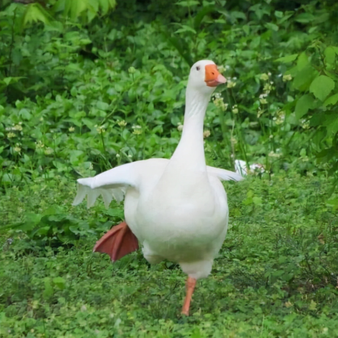 蛇为什么怕鹅主要原因是什么,蛇为什么畏惧大白鹅