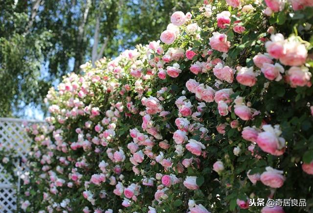 四季开花的庭院爬藤,庭院爬藤花期长哪种最好