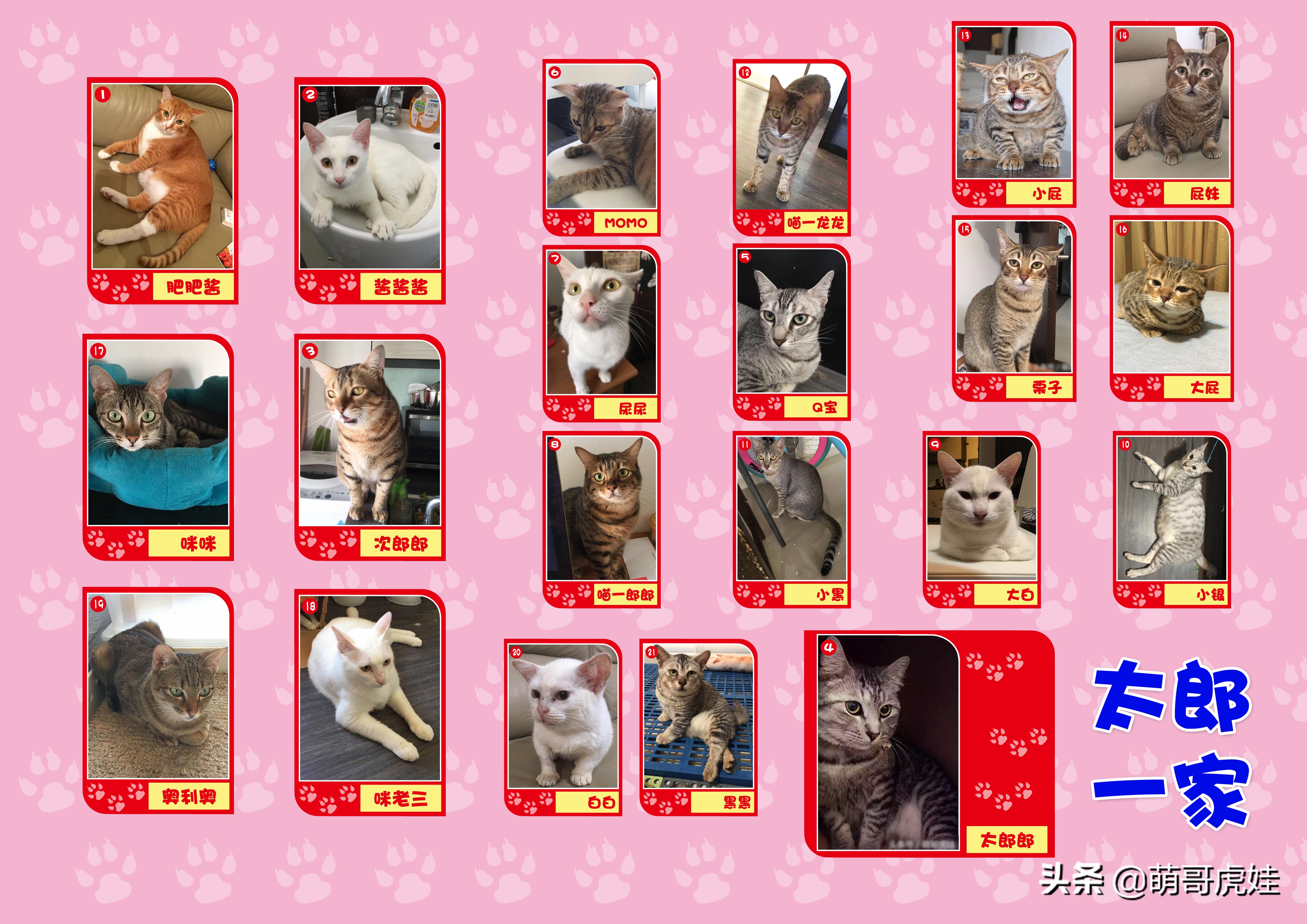 主人带大型犬狗去打针,给家里十几只猫打疫苗