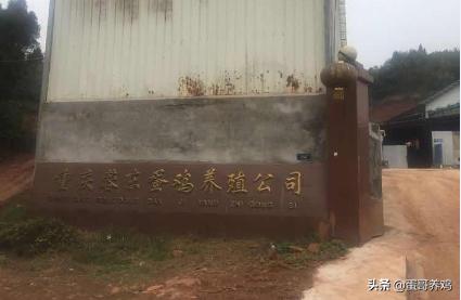 鸡场养雏鸡怎么增加体重,雏鸡怎么管理最健康