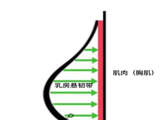 如何减肥胸部变小,减肥会减小胸部大小吗