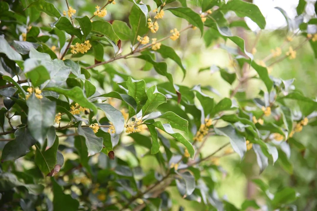 托普学院苏州,苏州托普信息职业技术学院怎么样