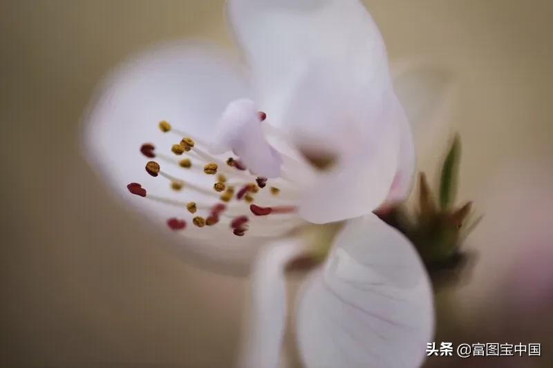 桃花怎么拍才好看,桃花怎么拍摄才能出新意