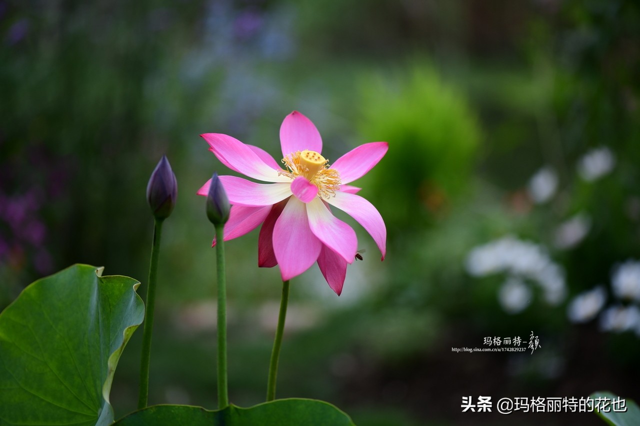 花园里四季常青的树,花园里四季都绿的植物