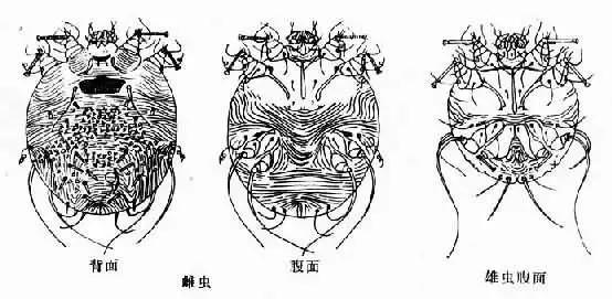 执业兽医的复习资料之【兽医寄生虫学