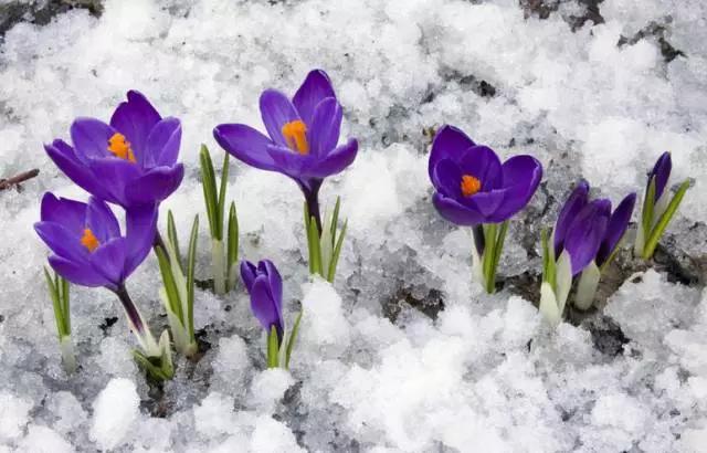 世界上最高贵最漂亮的花,世界上最名贵的花