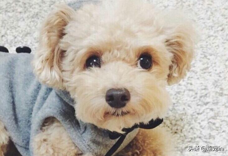 泰迪的便便怎么才算正常,正常的泰迪便便