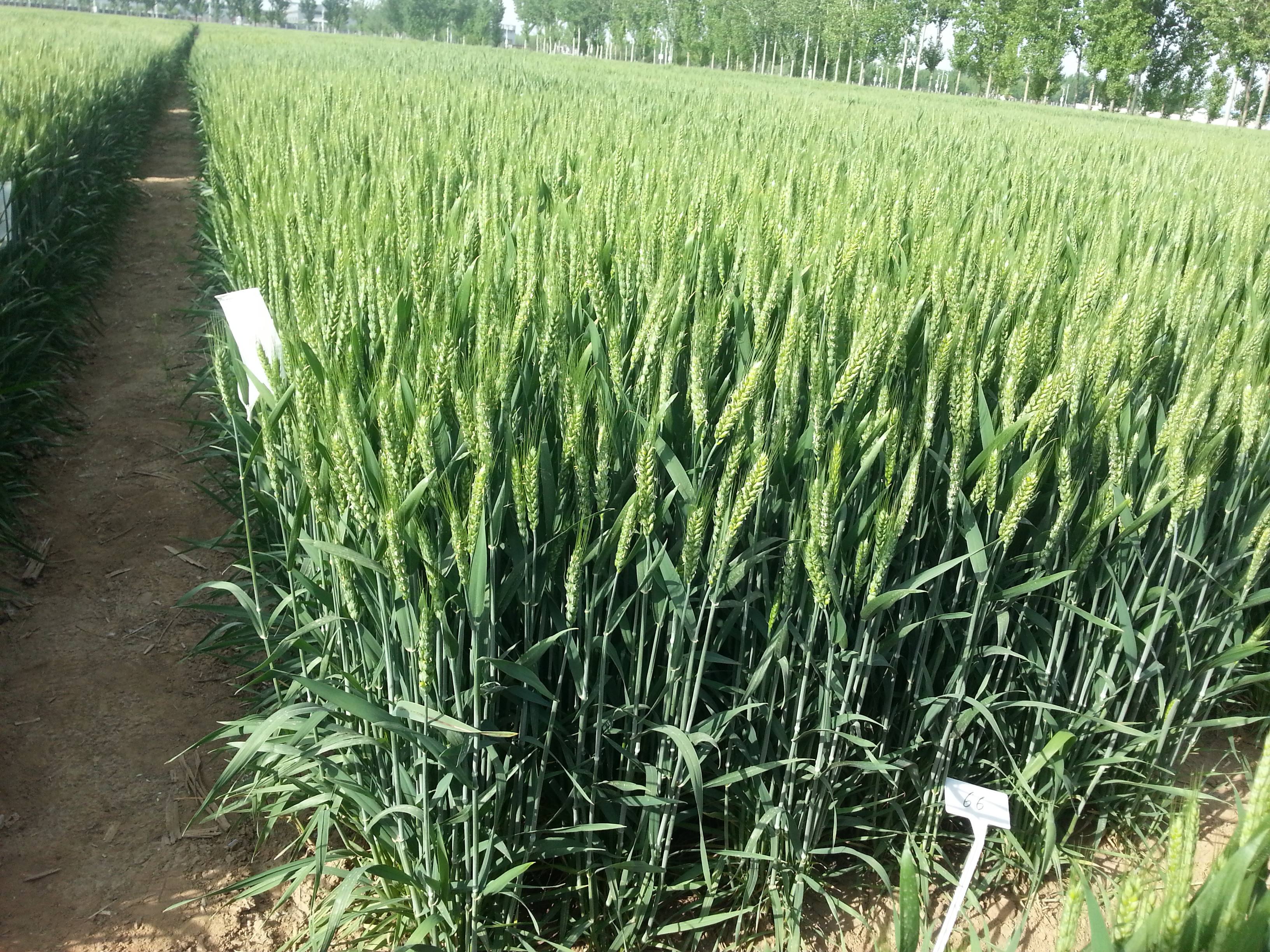 小麦收购中储粮,小麦托市收购点