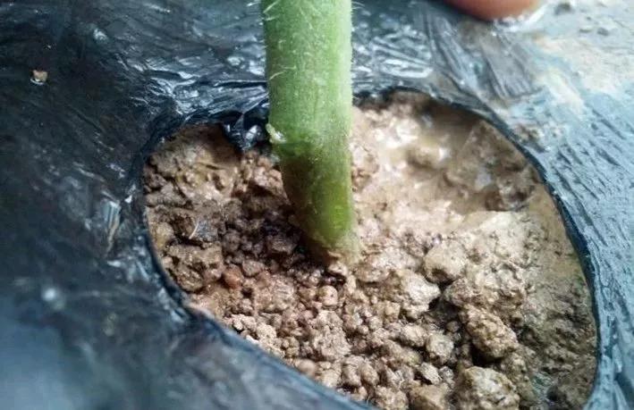 西红柿茎杆中心发黑萎蔫怎么回事,西红柿茎杆紫黑斑点