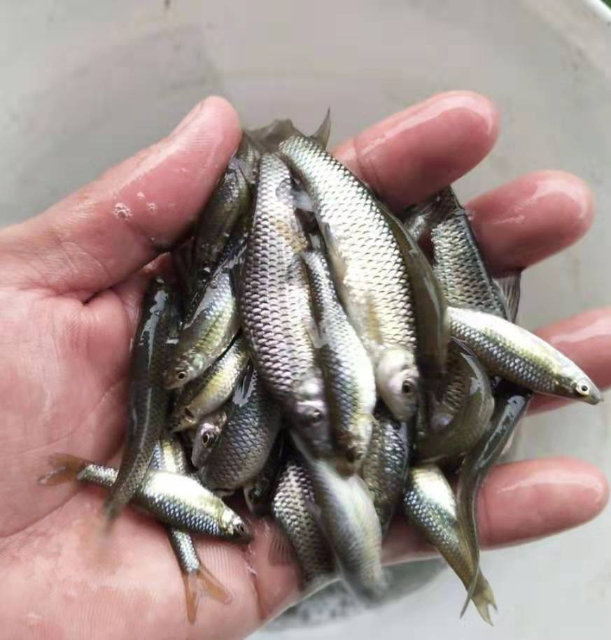 小小的麦穗鱼不但是童年里我的最爱，也是很多中大型观赏鱼的最爱